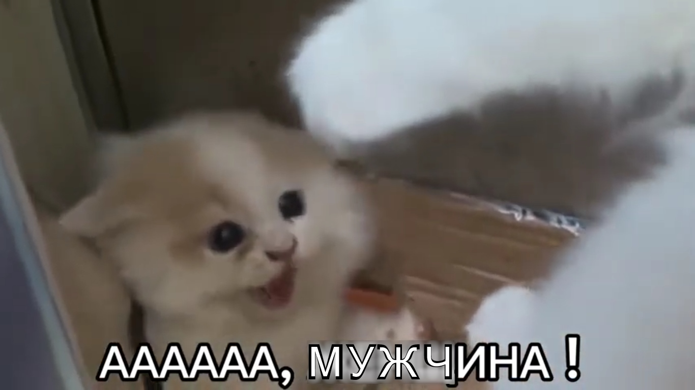 Мем: котёнок кричит «АААААА, МУЖЧИНА!»